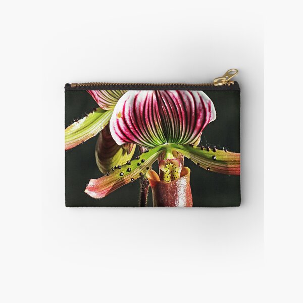 Item preview, Paphiopedium hybrid orchid designed and sold by John Thurgood.