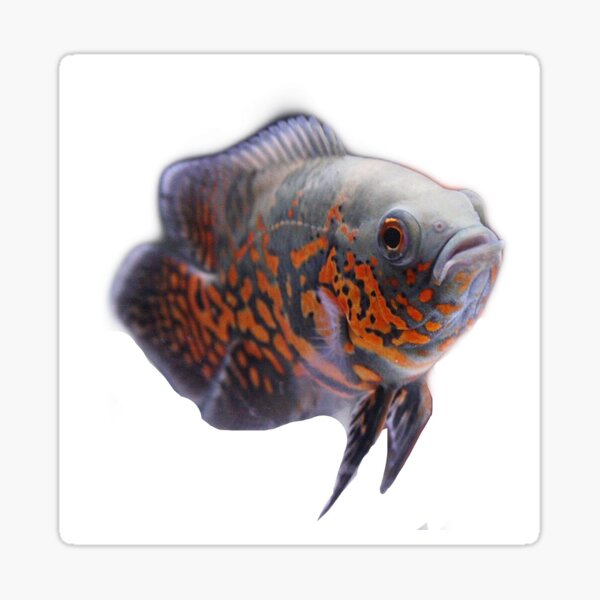 Tiger Oscar Fish Sticker Sticker