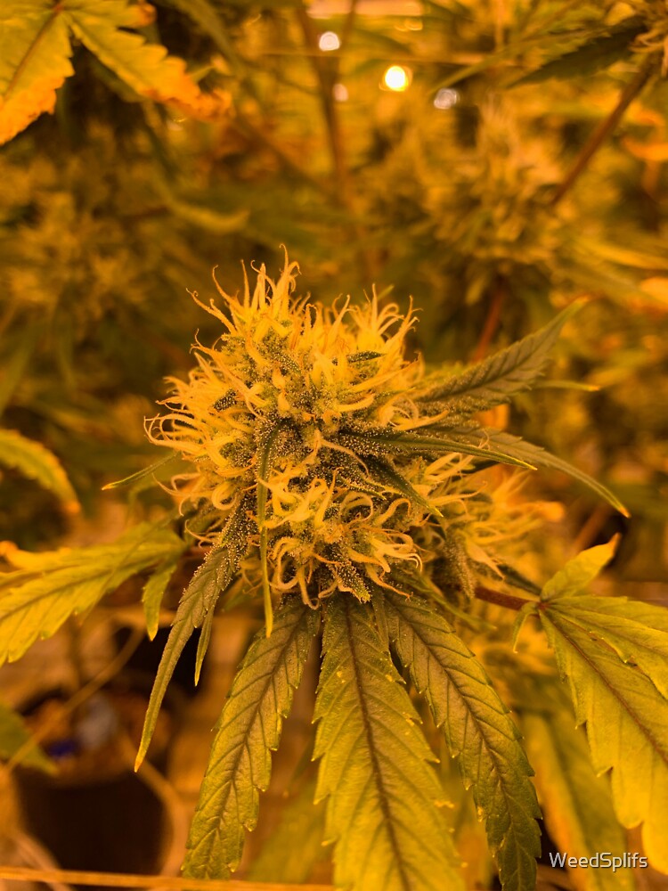 Weed head by WeedSplifs