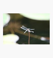 Dragonfly perched Photographic Print