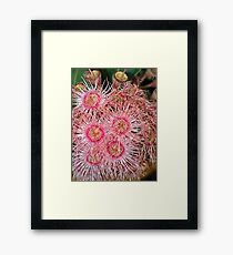 Eucalyptus Flower Framed Print