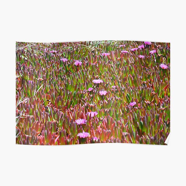 Monterey Succulent 3 Poster