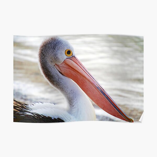 Pelican Pink Poster