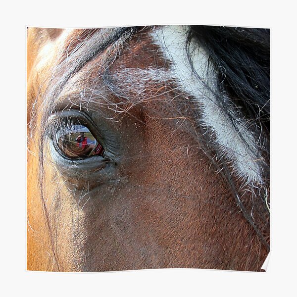 War Horse Poster