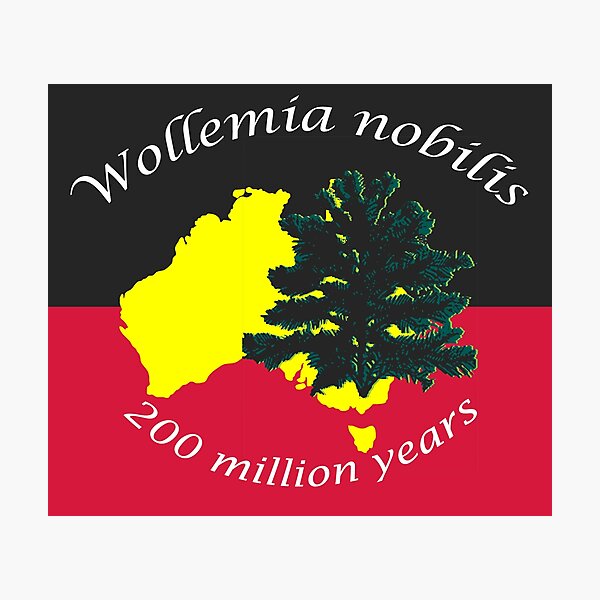 Wollemia nobilis aka Wollemi Pine Photographic Print