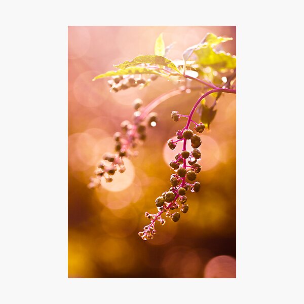 Eight Photographic Print