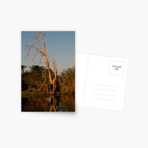Kakadu 1 Postcard