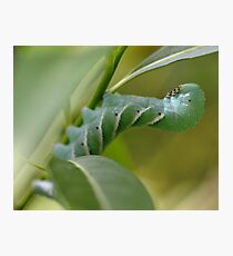 Caterpiller Photographic Print