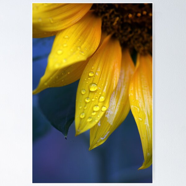 Item preview, Sundrops designed and sold by Renee Blake.