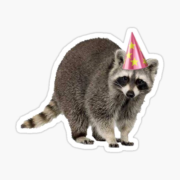 racoon with party hat