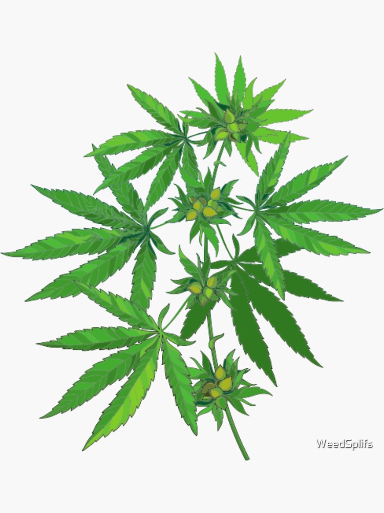 Weed 3D by WeedSplifs