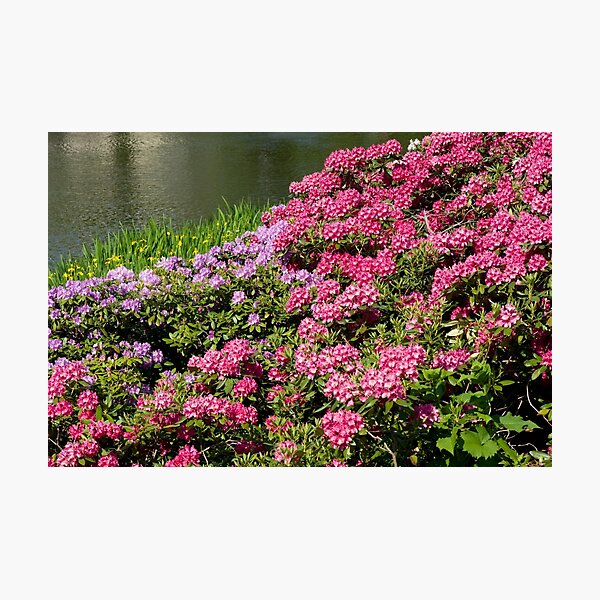 Item preview, Rhododendron named Azalea abloom designed and sold by Arletta Cwalina.