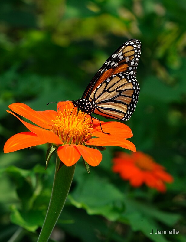 "Monarch in Orange" by J Jennelle | Redbubble