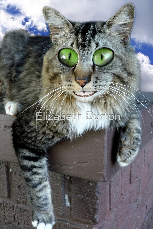 "Cat On Crack" Photographic Prints by Elizabeth Burton Redbubble