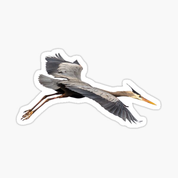 Item preview, Isolated Great Blue Heron 2019-4 designed and sold by Thomasyoung.