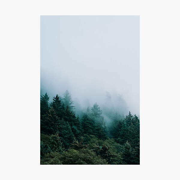 Misty Conifers - Juneau, Alaska Photographic Print