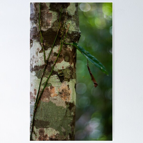 Item preview, Lichen - Patterns & Colours designed and sold by Jordan Miscamble.