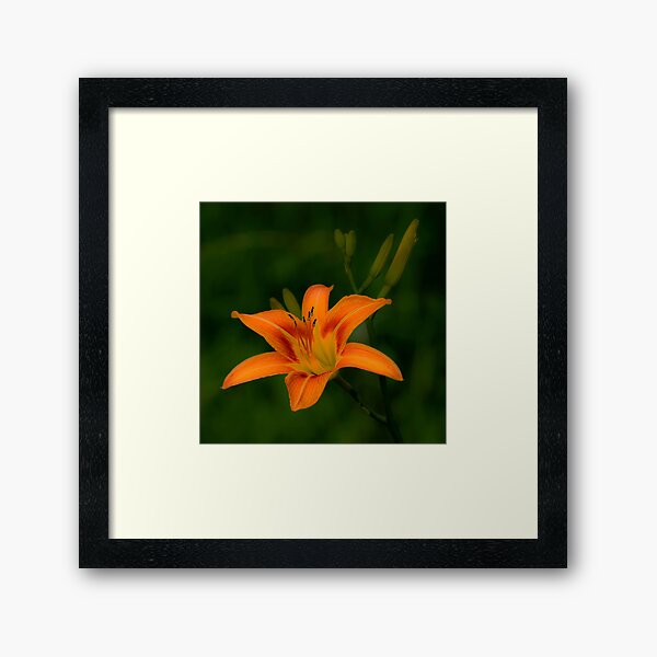 Item preview, Orange Flower designed and sold by fineartimagery.