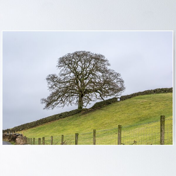 Item preview, Rusland  Oak designed and sold by mikebov.