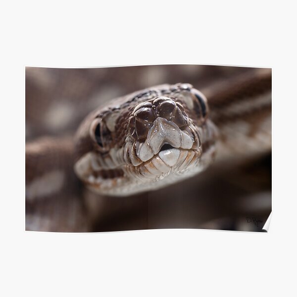 Bredli python Poster