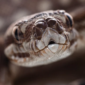 Artwork thumbnail, Bredli python by Derek Byrne
