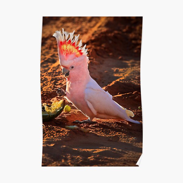 Major Mitchell Cockatoo Poster