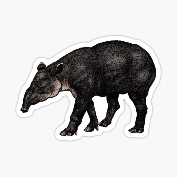 Vista previa del artículo con la obra «Tapir de Baird (de color)», diseñado y vendido por Savannah Hoskinson.