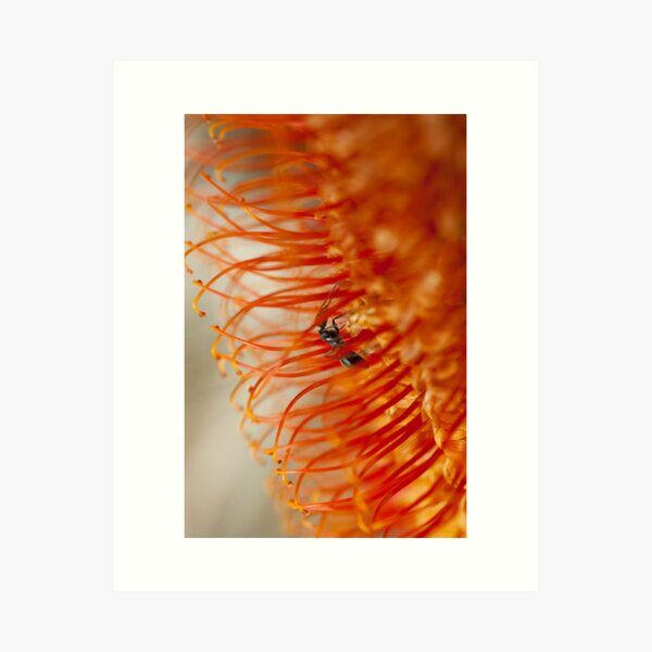 Ant on a Banksia Art Print
