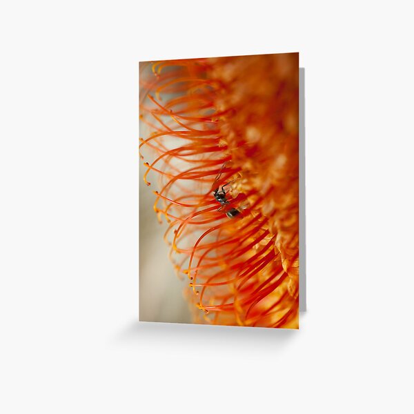 Ant on a Banksia Greeting Card