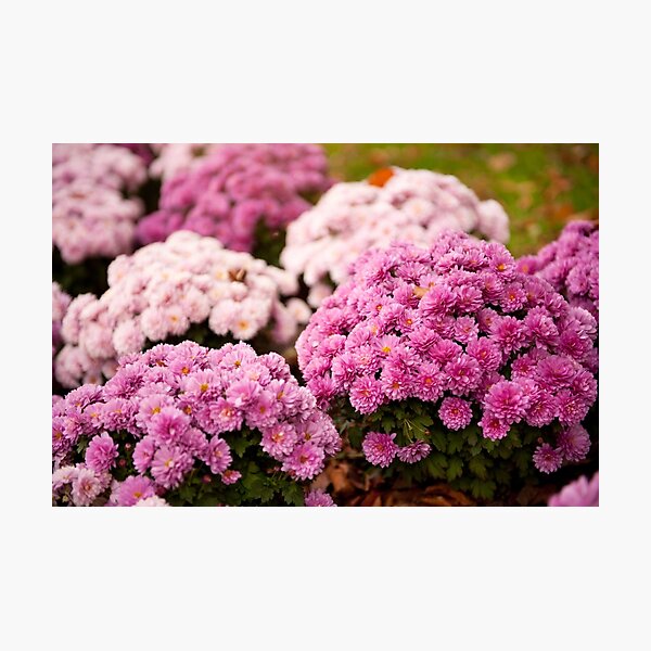 Item preview, Chrysanthemum blooming flowers designed and sold by Arletta Cwalina.