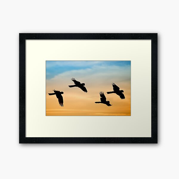 Black Cockatoo sunrise Framed Art Print