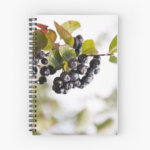 Item preview, Chokeberries or aronia fruits sag designed and sold by Arletta Cwalina.