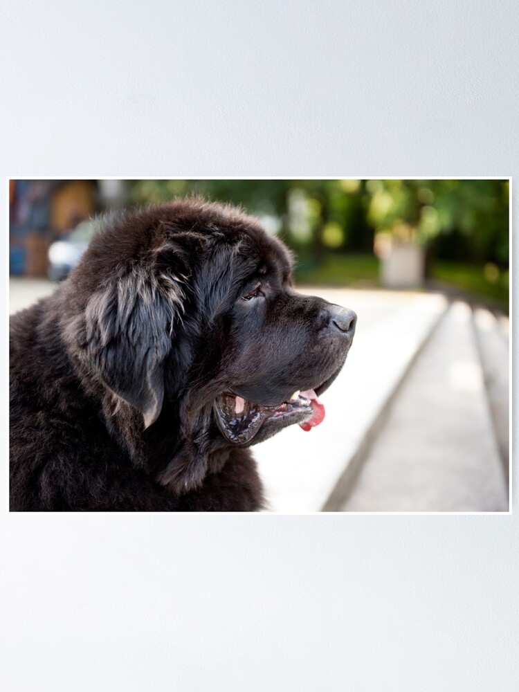 NEWFOUNDLAND AND WATER LOVELY DOG PRINT MOUNTED READY TO FRAME