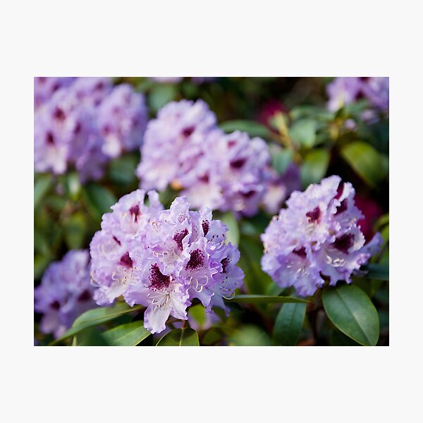 Item preview, Rhododendron called Azalea purple flowers designed and sold by Arletta Cwalina.