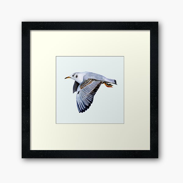 Seagull Bird Watercolor Painting Wildlife Artwork Framed Art Print