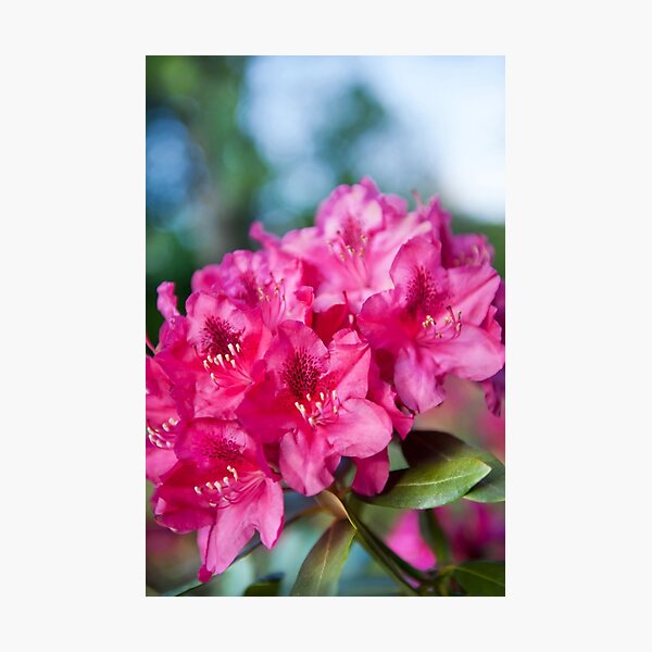 Item preview, Azalea plant bright pink flowers designed and sold by Arletta Cwalina.