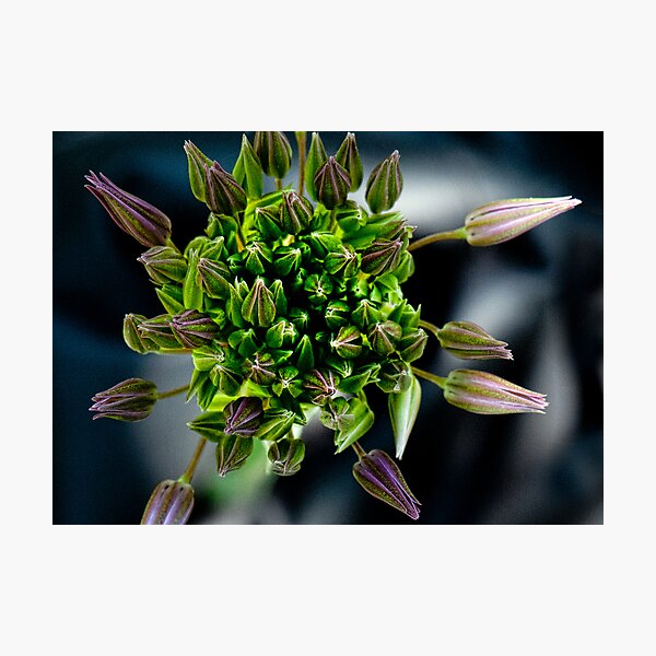 Cozy Buds Photographic Print