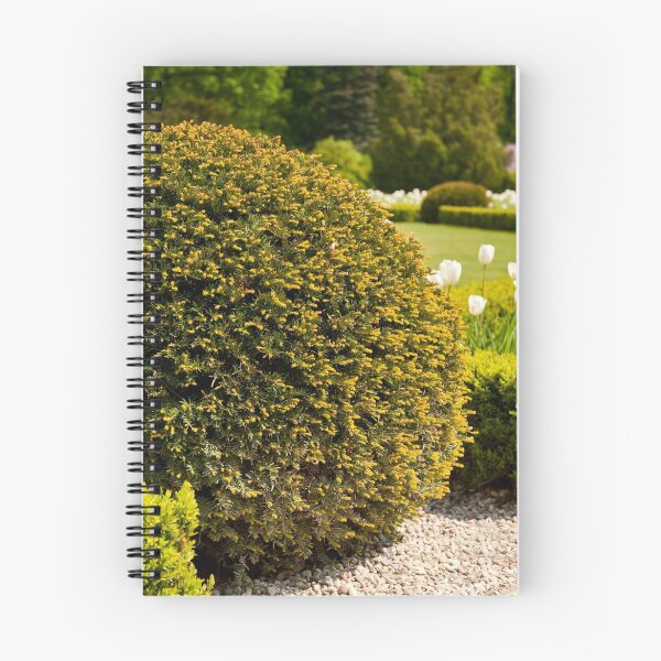 Item preview, Green Taxus baccata Yew shrub designed and sold by Arletta Cwalina.