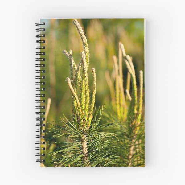 Item preview, Pine candles tip shoots conifer tree designed and sold by Arletta Cwalina.