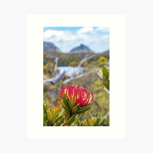 Tasmanian Telopea II Art Print