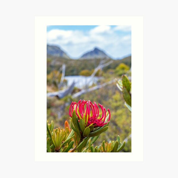 Tasmanian Telopea II Art Print
