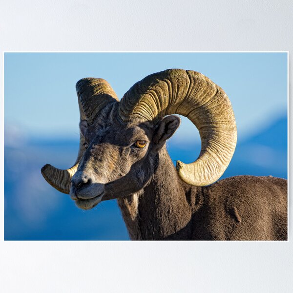 Item preview, Chiaroscuro Ram designed and sold by Jay Ryser.