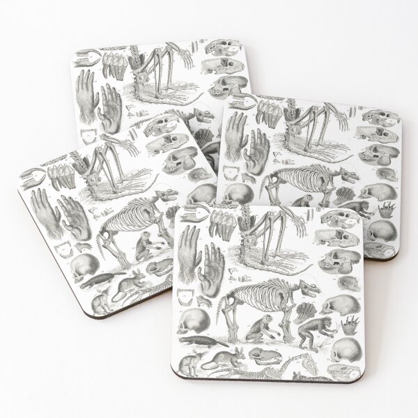 Item preview, Vintage Mammalia Illustration - Skeletons designed and sold by Flamin' Galah.