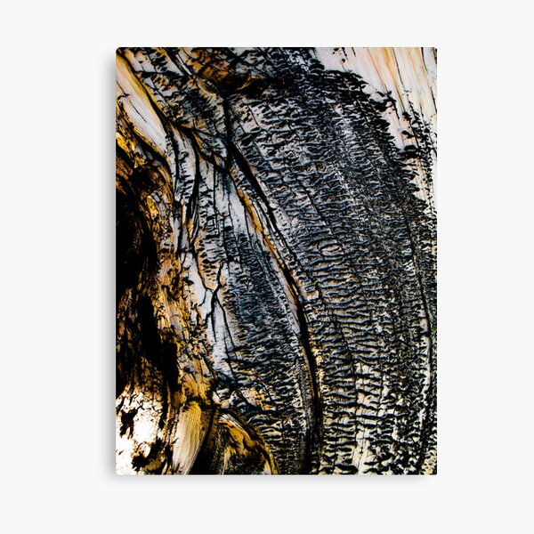 Eccentric Canvas Print