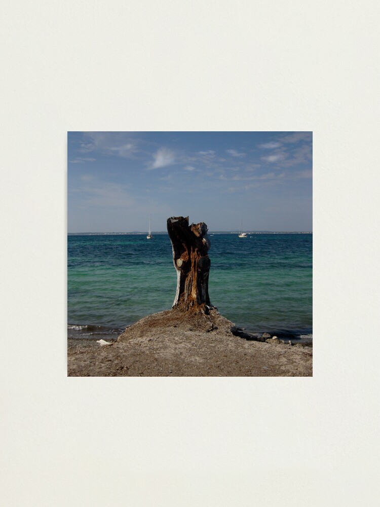 Alternate view of Stump Photographic Print