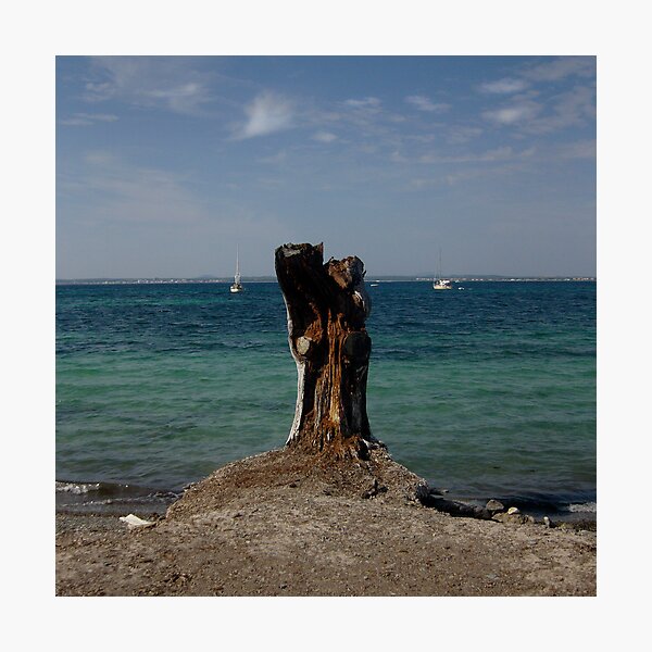 Stump Photographic Print