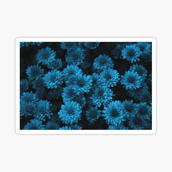 Item preview, Blue chrysanthemum flowers background, top view designed and sold by dariazu.