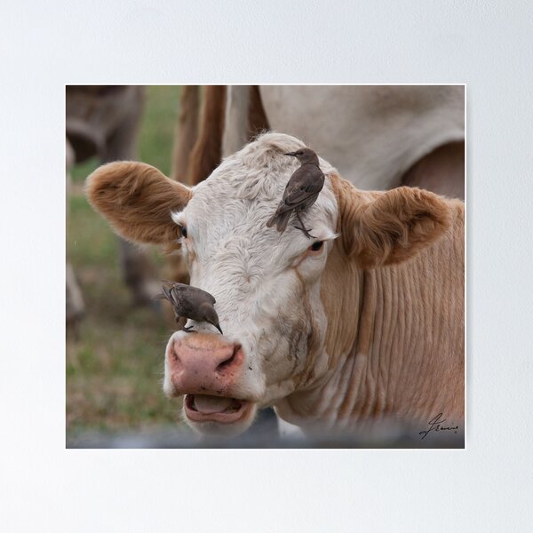 Item preview, Get Out Of My Face... will ya! designed and sold by DigitallyStill.