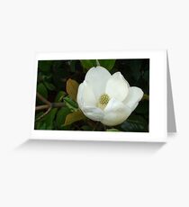 Magnolia Bloosom Greeting Card