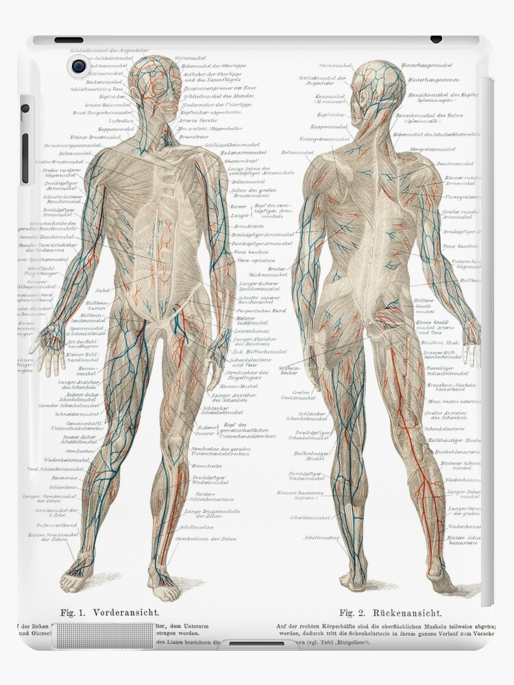 Menschliche Kreislaufsystem Illustration Der Weinlese Ipad Hulle Skin Von Flamin Galah Redbubble